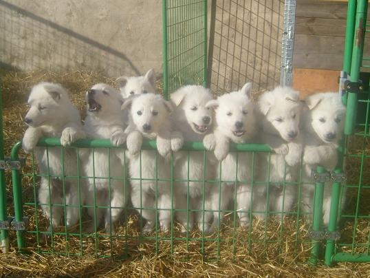 des Loups de la Fontaine - Berger Blanc Suisse - Portée née le 27/03/2009