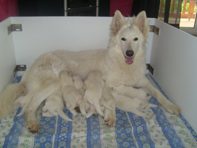 des Loups de la Fontaine - Berger Blanc Suisse - Portée née le 19/05/2011